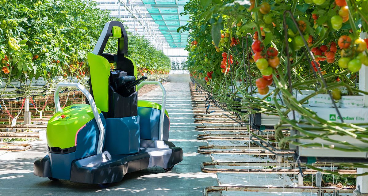 Kompano, il robot defogliatore delle colture di pomodoro