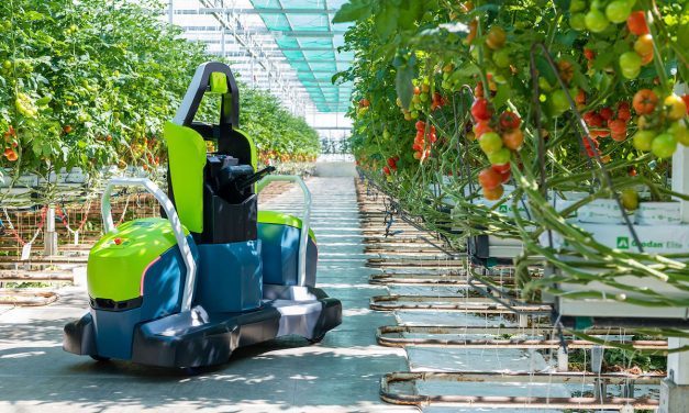 Kompano, il robot defogliatore delle colture di pomodoro