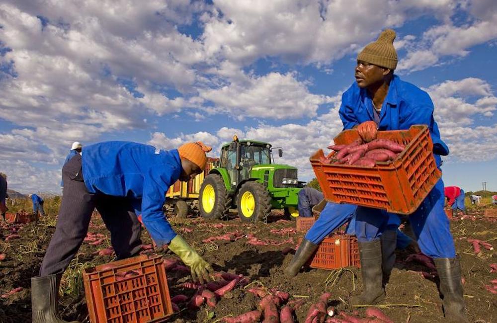 Lavoratori stagionali in agricoltura