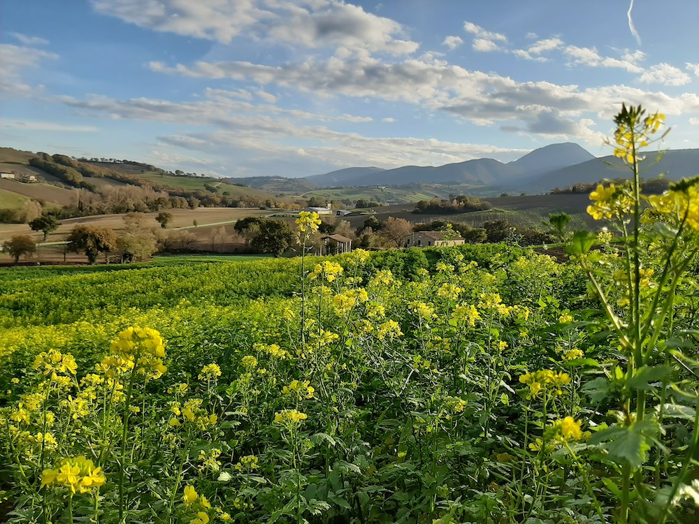 Campi coltivati secondo le pratiche Arca