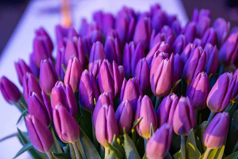 La nuova varietà di tulipani Kanwar,  omaggio al nome della famiglia fondatrice e proprietaria di Apollo Tyres