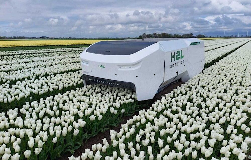 Selector 180 di H2L Robotics, il robot che si prende cura dei tulipani