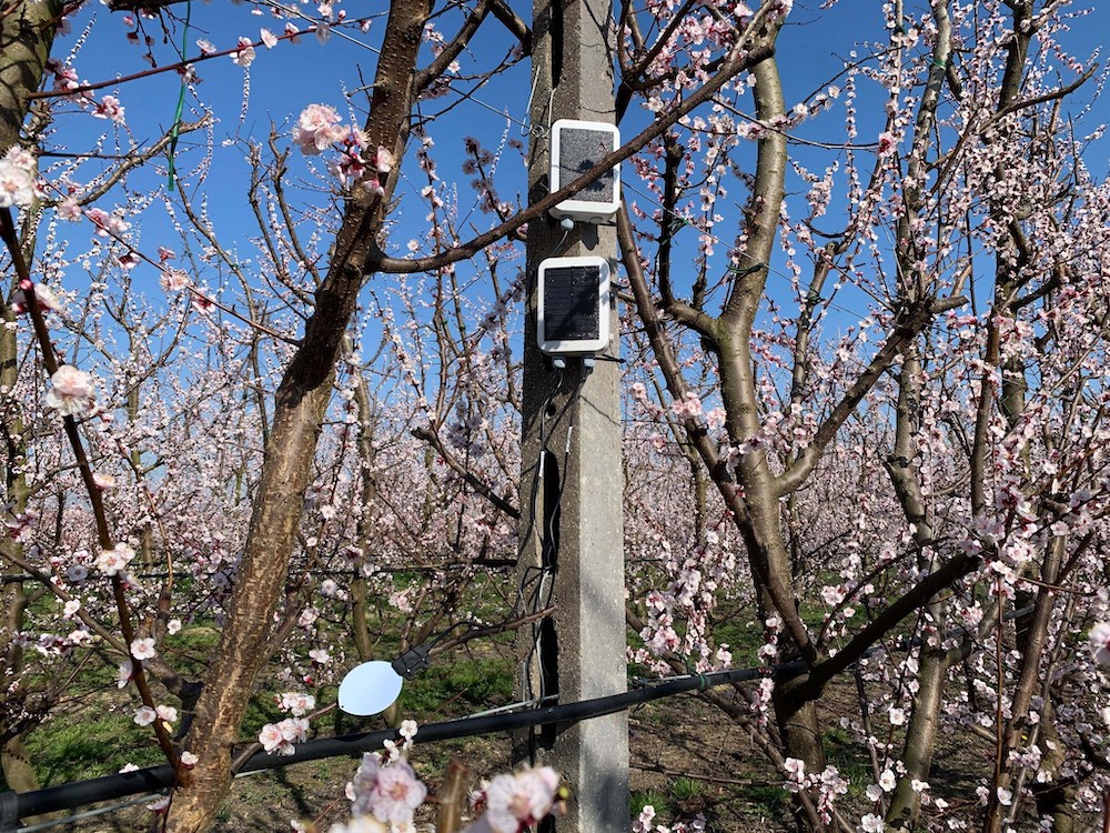 La rete di monitoraggio agronomico  prevede l’installazione di 600 sensori forniti da xFarm Technologies alle aziende conferenti di Conserve Italia. 