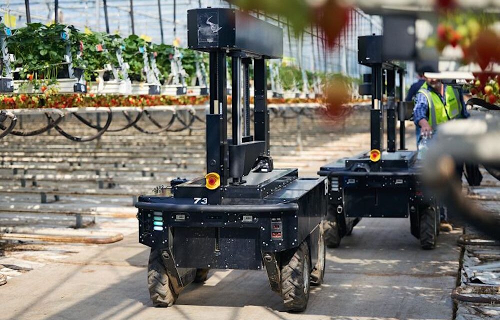 Tortuga AgTech: massima precisione ed efficienza per i robot raccoglitori di frutta